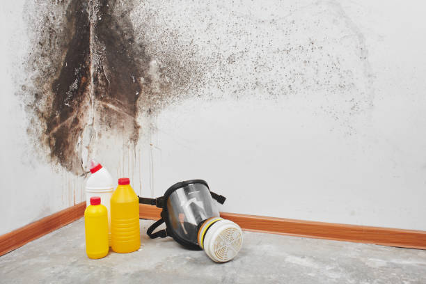 Why You Should Choose Our Mold Remediation Services in Mohnton, PA